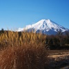 忍野