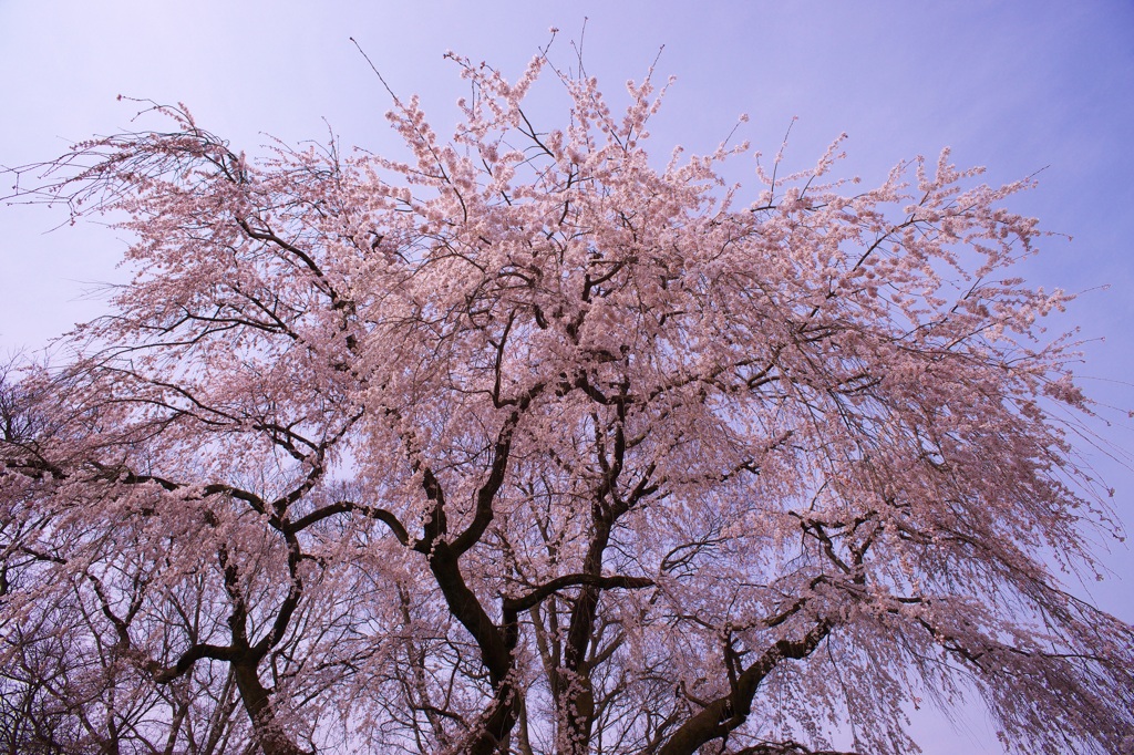 醍醐寺霊宝館のしだれ桜１
