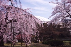 ドームと桜