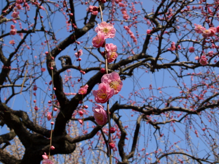 早春の空に咲く梅花（４）