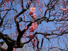 早春の空に咲く梅花（４）