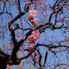 早春の空に咲く梅花（４）