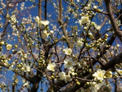 早春の空に咲く梅花（３）
