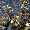 早春の空に咲く梅花（３）