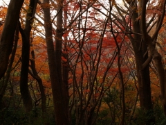 静寂な谷の紅葉