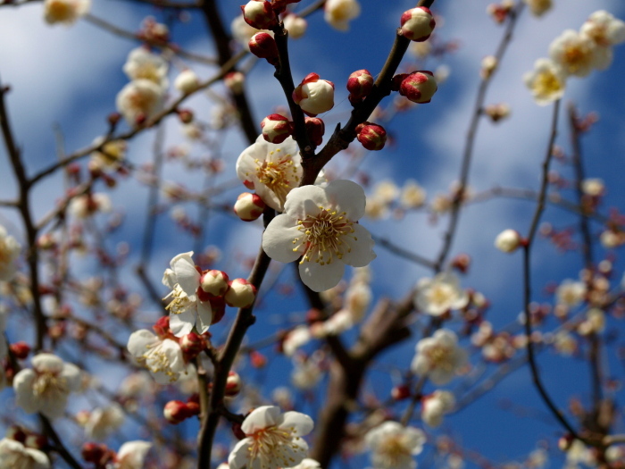 早春の梅花（２）