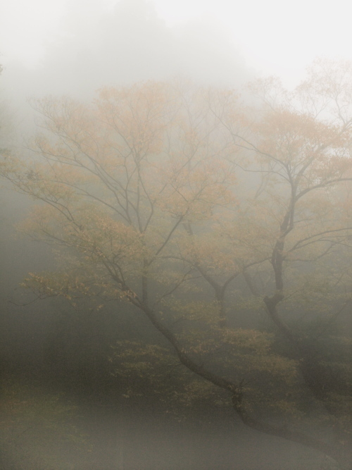 霧に煙る淡い紅葉