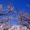 早春の空に咲く梅花（２）