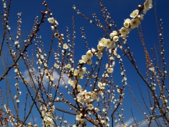 早春の空に咲く梅花（１）