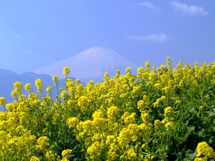 菜の花畑と富士