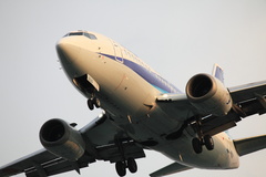 ANA B-737
