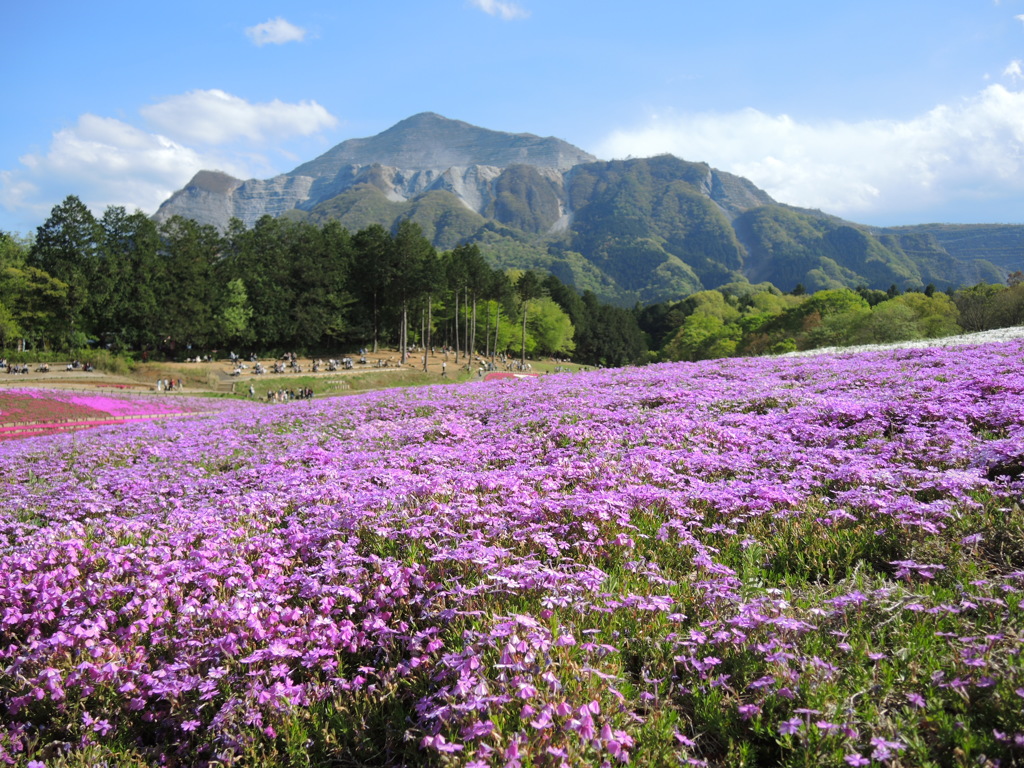 羊山公園-芝桜の丘