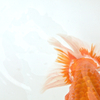 金魚