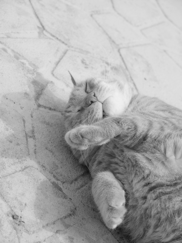 くぅ～もうたまらん♪ 二猫目