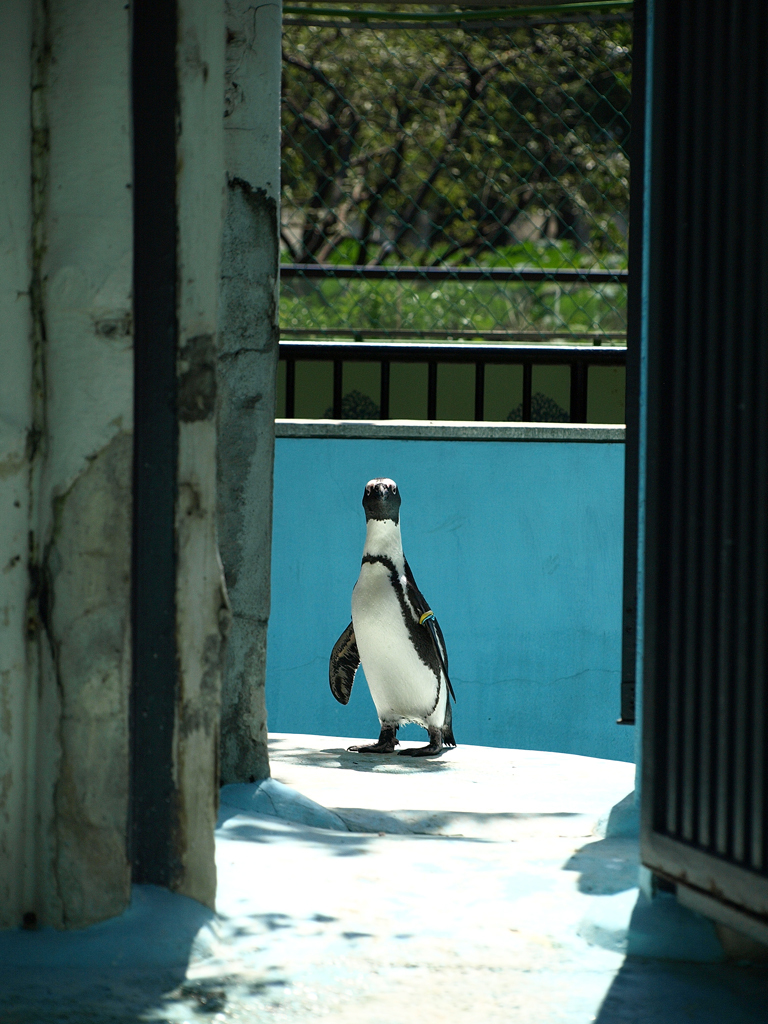 あっどうも♪ 通りすがりのペンギンです♪