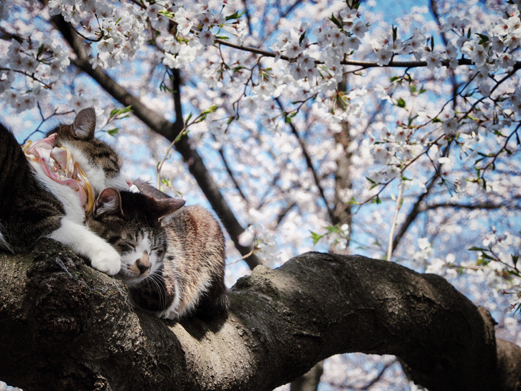 にゃん桜