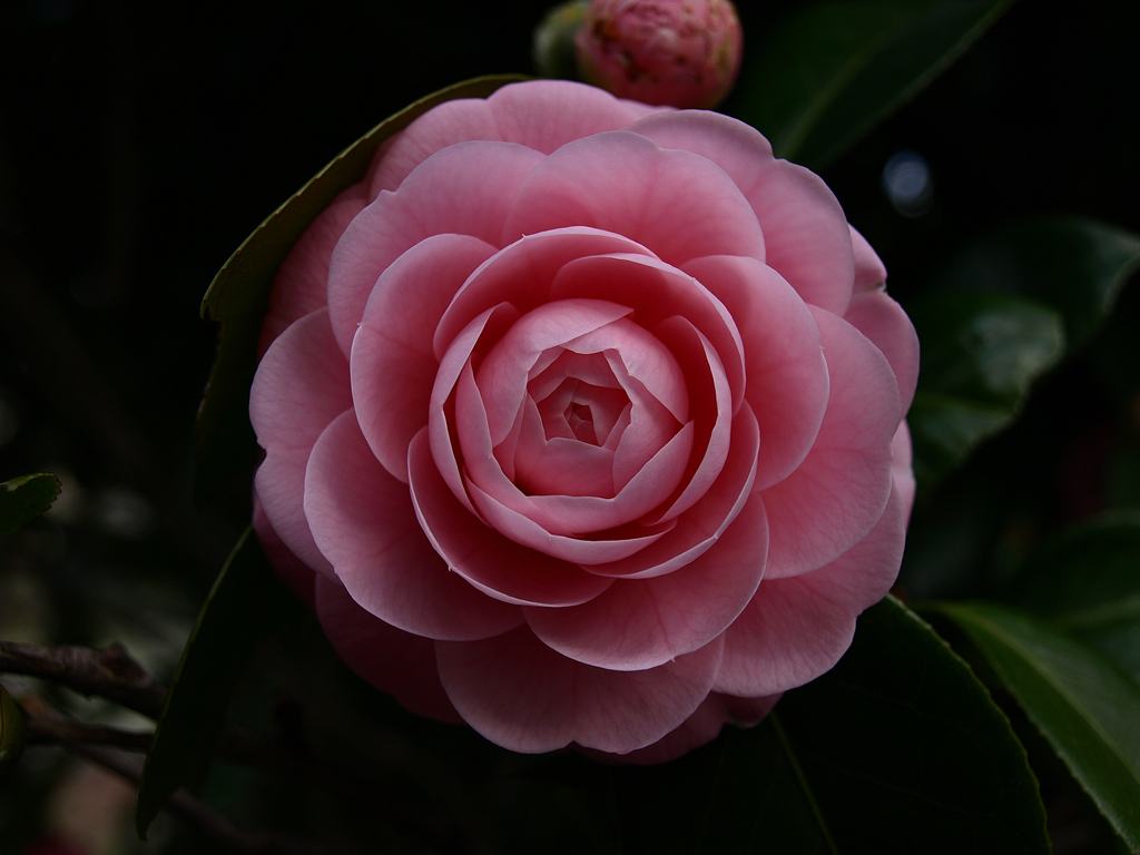 開花直前の美