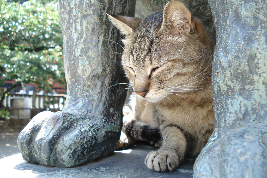 猫日和：あしくらべ