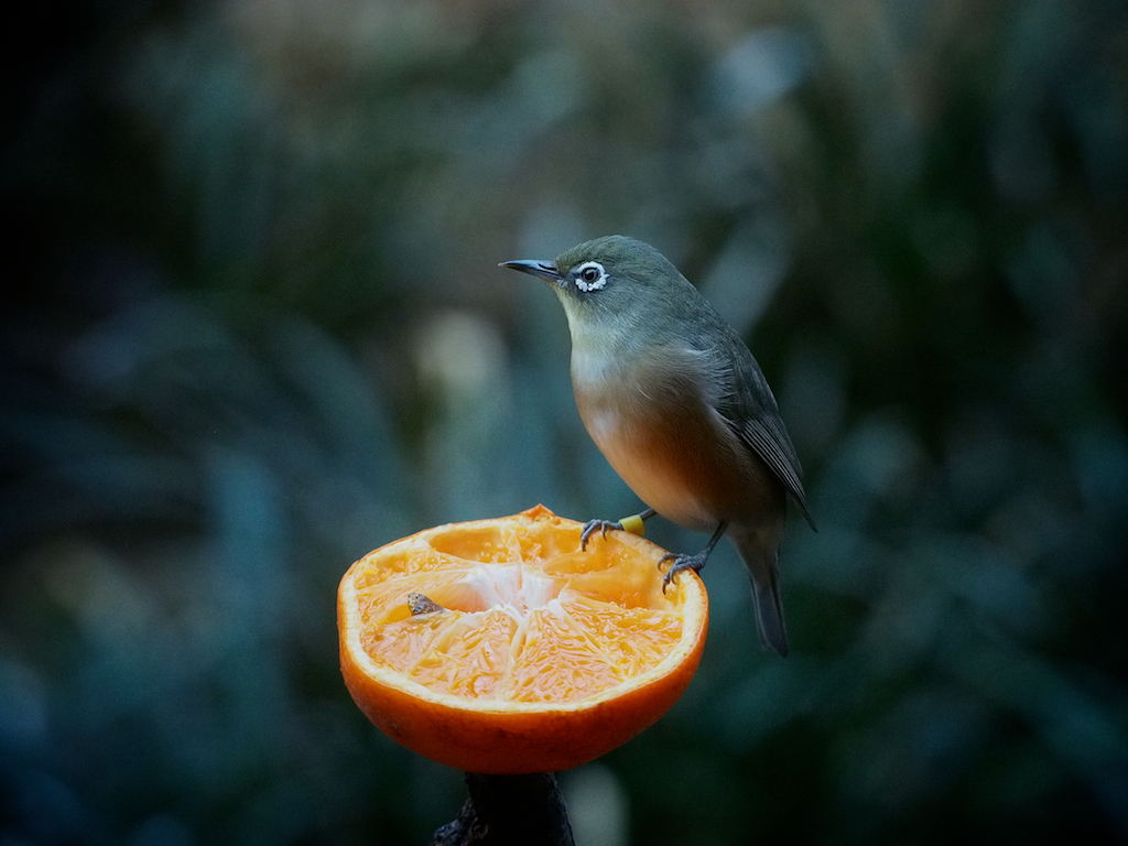 White-eye