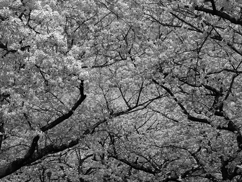 上野桜林図