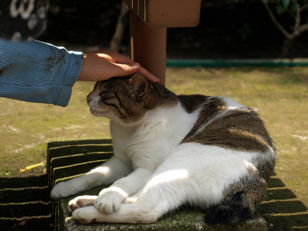 猫日和：至福の一時