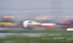 夕暮れで流し撮り