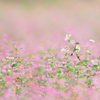 渡りの始まり