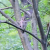 再会をよぶフクロウ