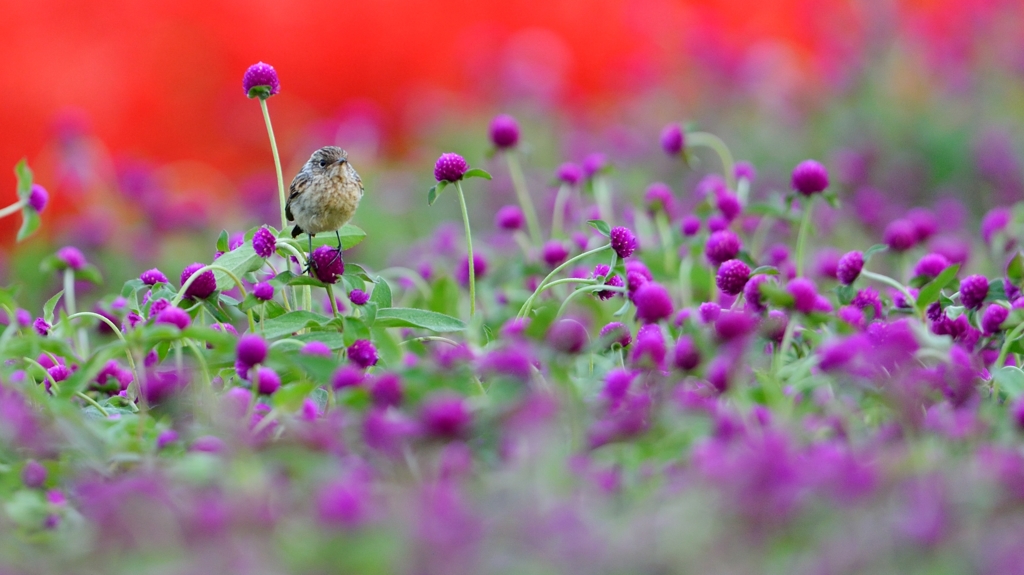 虹色　ノビタキ　２０１４（むらさきいろ）