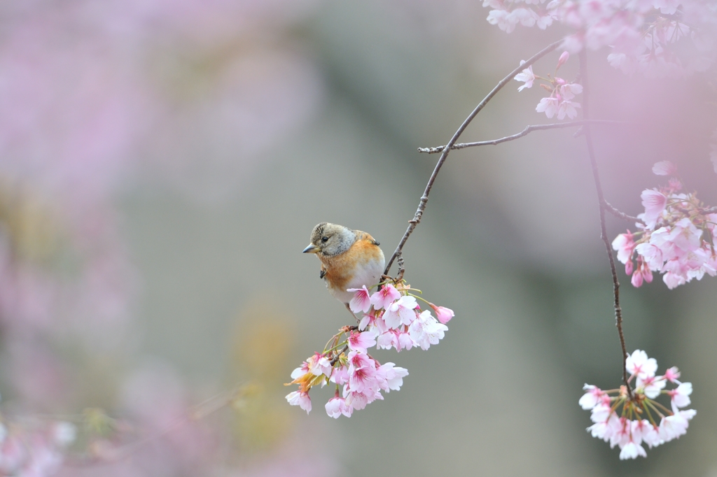 sakura collection No.01