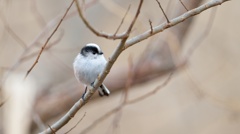 鳥はじめ