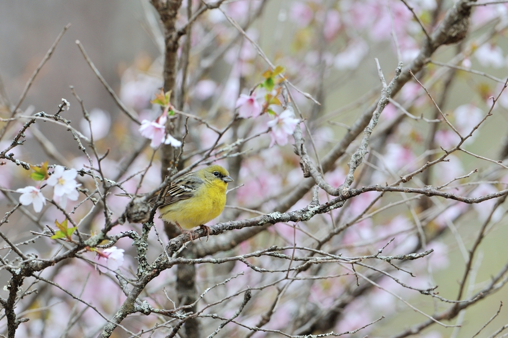 sakura collection No.12