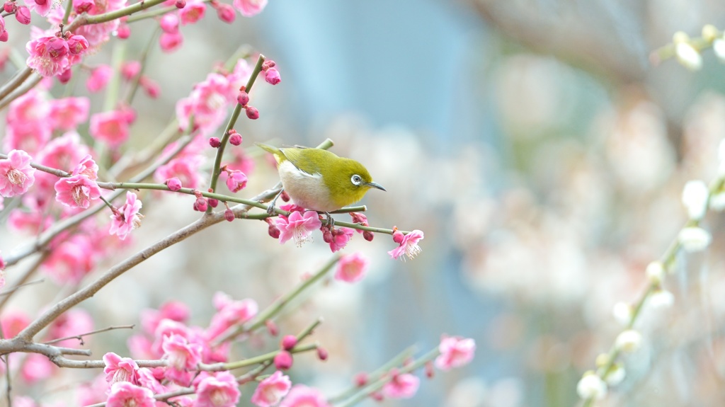 春のパステル