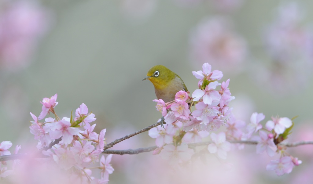 河津桜とメジロ