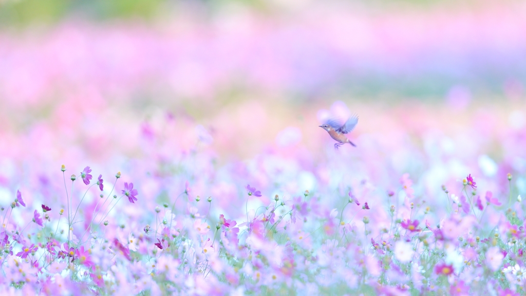 pastel series (２)