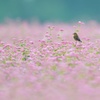 蕎麦（赤）とノビタキ（おまけ）