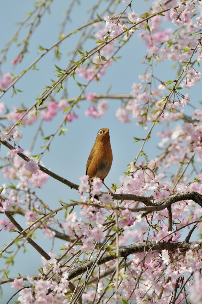sakura collection No.09