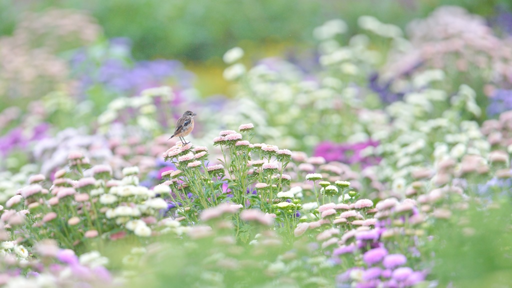 本当にお花畑