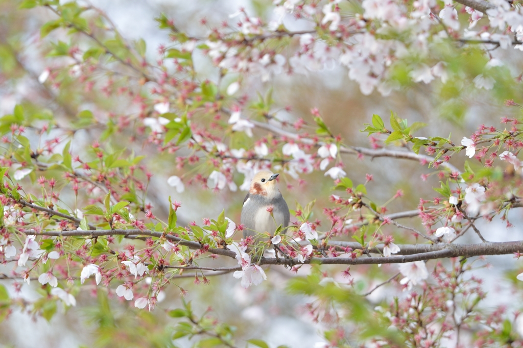 sakura collection No.06