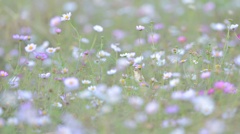 秋桜雪加