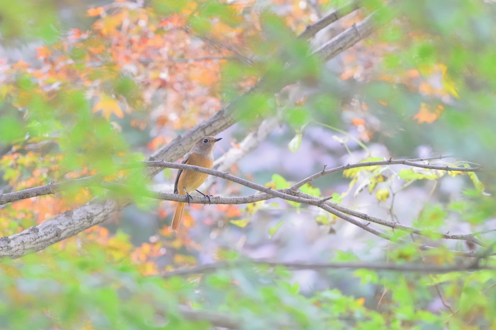 autumn collection vol.4