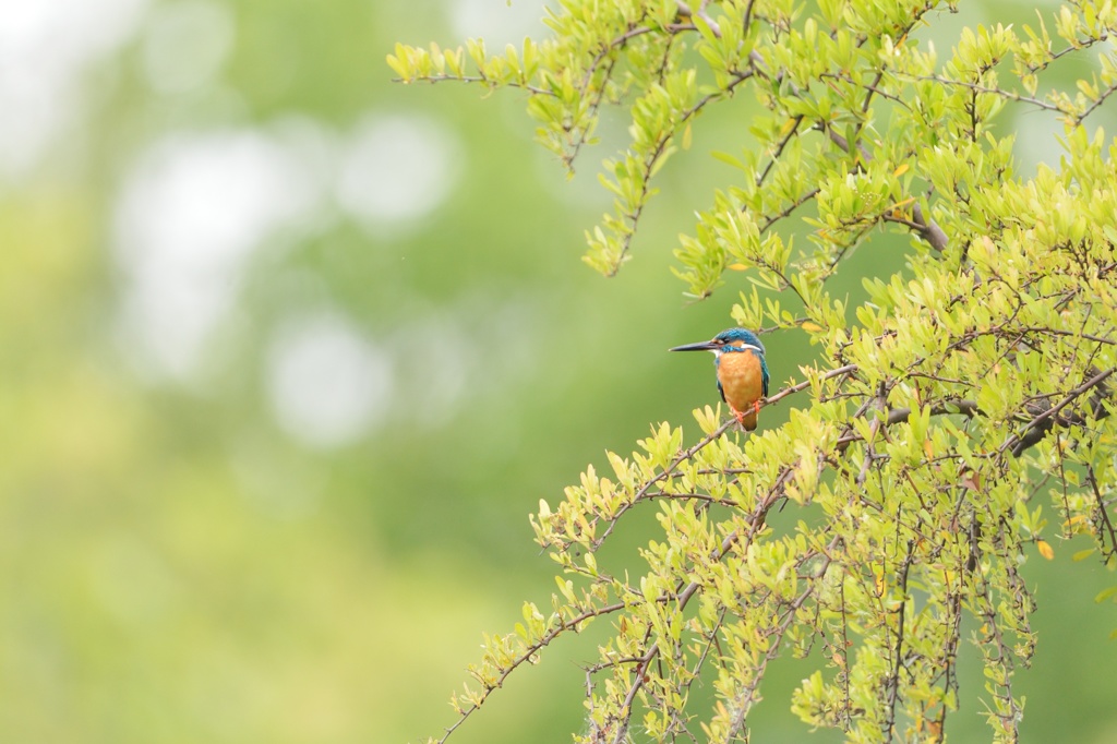 新緑のカワセミ