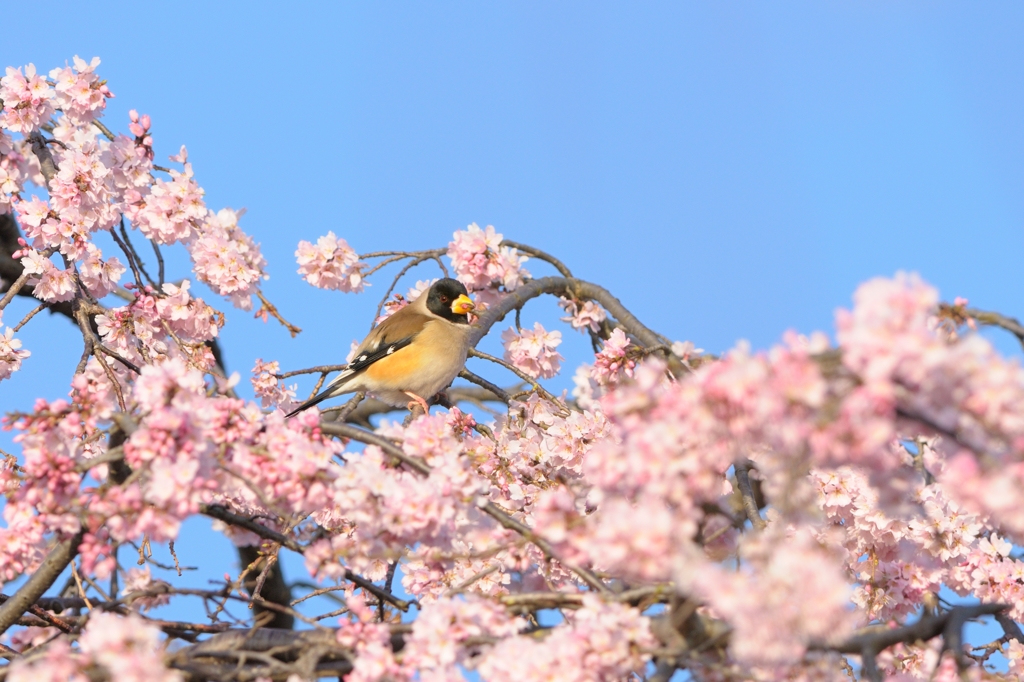 sakura collection No.13