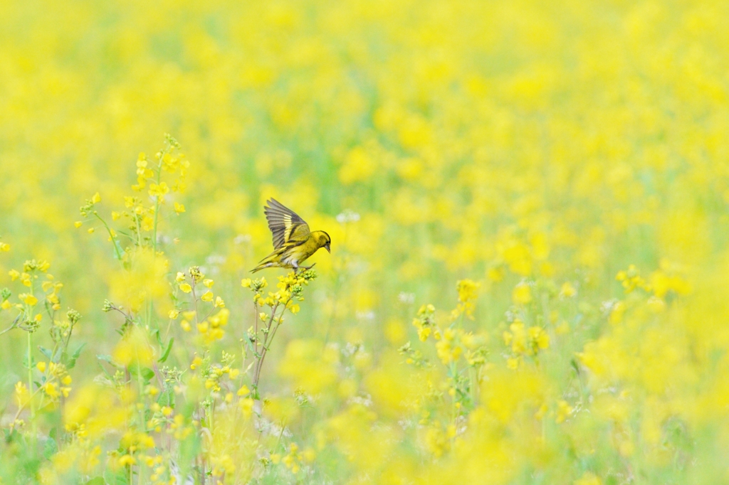  菜の花コレクション No.9