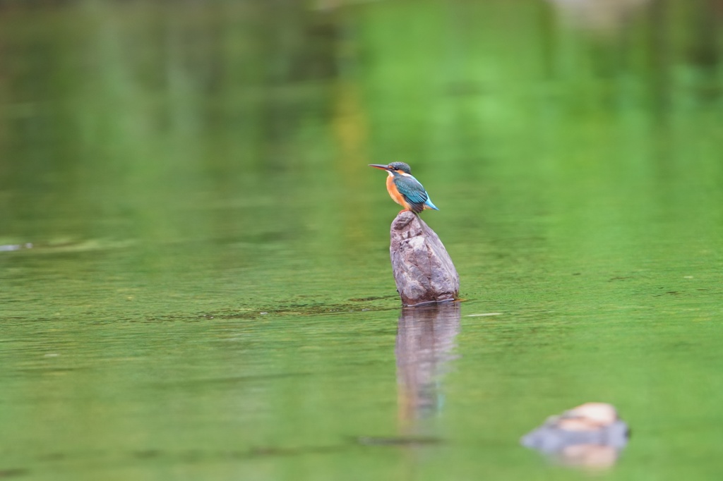 清流のカワセミさん