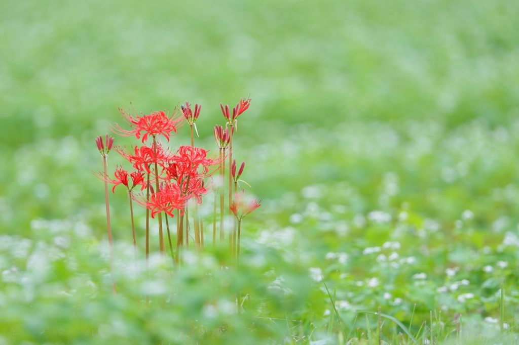 曼珠沙華