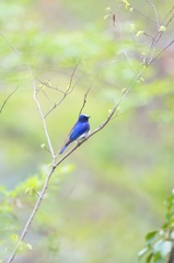 春の渡り始まる