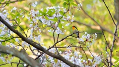 葉桜とキビタキ