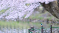 お花見