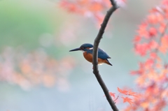 晩秋のカワセミ